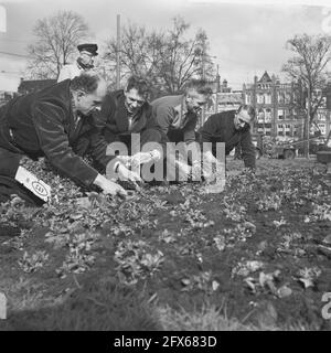 Piantare violette sulla Frederiksplein ad Amsterdam, marzo 28 1961, PIANTE, Paesi Bassi, foto agenzia stampa del XX secolo, notizie da ricordare, documentario, fotografia storica 1945-1990, storie visive, Storia umana del XX secolo, che cattura momenti nel tempo Foto Stock