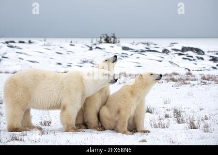 Un orso polare madre e due giovani cuccioli yearlings seduti sul paesaggio tundra con neve bianca, cespugli. Foto Stock