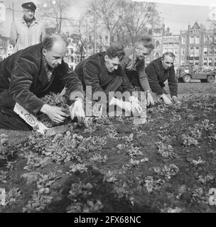 Impianto di violette a Frederiksplein, Amsterdam, 28 marzo 1961, PLANTS, Paesi Bassi, foto agenzia stampa del xx secolo, notizie da ricordare, documentario, fotografia storica 1945-1990, storie visive, Storia umana del XX secolo, che cattura momenti nel tempo Foto Stock