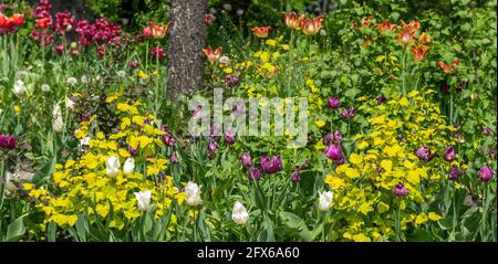 Tulipani in fiore piantati in primavera. Pianta erbacea bulbosa. Foto Stock