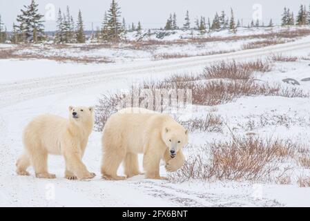 Due orsi polari visti sul paesaggio tundra con neve e alberi sullo sfondo. Un orso con il piede in su e l'altra testa in su, guardando in lontananza. Foto Stock