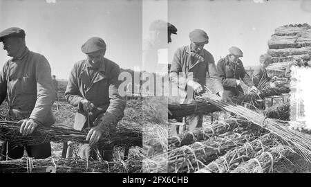 Il Schelphoek su Schouwen. Film making sinkers / due negativi, 9 luglio 1953, ZINKSTUKKEN, Paesi Bassi, 20 ° secolo agenzia stampa foto, notizie da ricordare, documentario, fotografia storica 1945-1990, storie visive, Storia umana del XX secolo, che cattura momenti nel tempo Foto Stock