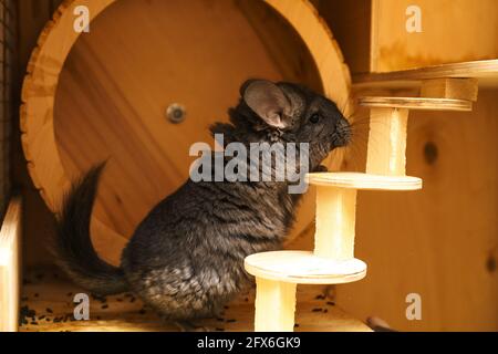 simpatico chinchilla grigio che gioca in una gabbia, morbido animale domestico seduto in una casa Foto Stock