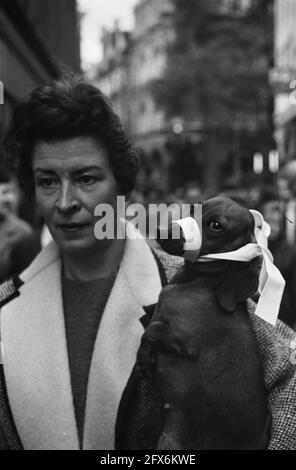 Dog Measure ad Amsterdam, questo piccolo cane ha un arco la sua museruola invece di un muso, 19 ottobre 1962, Bow craves, cani, I Paesi Bassi, foto agenzia stampa del XX secolo, notizie da ricordare, documentario, fotografia storica 1945-1990, storie visive, Storia umana del XX secolo, che cattura momenti nel tempo Foto Stock