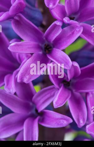 Macro vista giardino primavera viola giacinto fiore Foto Stock