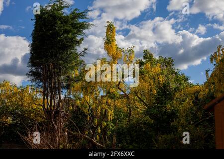 Laburnum Watereri in piena maestosa fioritura durante la tarda primavera/inizio estate contro un cielo cristallino e soffici nuvole bianche. Foto Stock