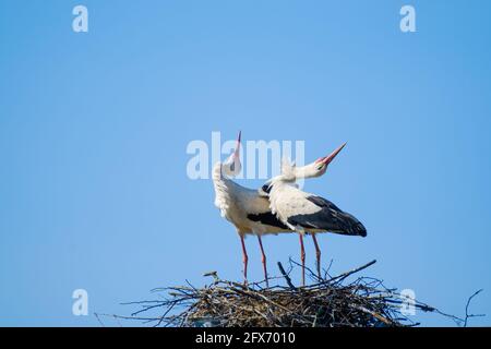 Aggraziate cicogne che si piegano contro il cielo blu Foto Stock