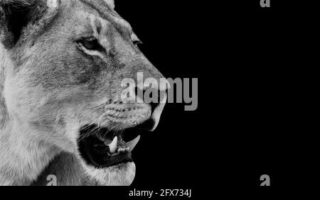 Arrabbiato Lion Closeup faccia in nero sfondo Foto Stock