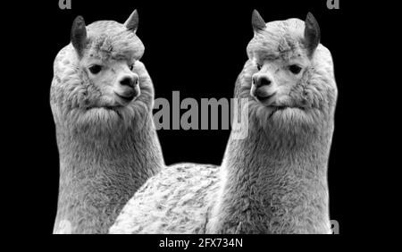 Due belle Alpaca carino in piedi sullo sfondo nero Foto Stock