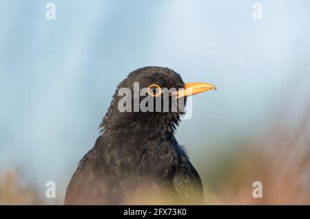 Blackbird nella siepe, Bilton Lane, Harrogate Foto Stock