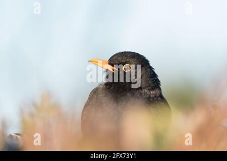 Blackbird nella siepe, Bilton Lane, Harrogate Foto Stock