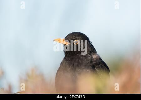 Blackbird nella siepe, Bilton Lane, Harrogate Foto Stock