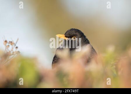 Blackbird nella siepe, Bilton Lane, Harrogate Foto Stock