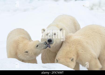 Tre orsi polari, mamma e due cuccioli in colpo con un orso giovane cercando di leccarsi la bocca delle madri. Orso con la lingua che sporge su sfondo bianco. Foto Stock