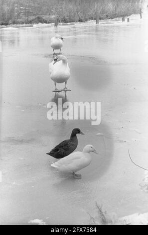 Vela su ghiaccio sul Gouwzee vicino Monnickendam, anatre e cigni sul ghiaccio, 27 gennaio 1961, uccelli acquatici, Paesi Bassi, 20 ° secolo agenzia stampa foto, notizie da ricordare, documentario, fotografia storica 1945-1990, storie visive, Storia umana del XX secolo, che cattura momenti nel tempo Foto Stock