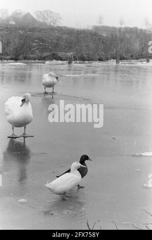 Navigazione sul ghiaccio sul Gouwzee vicino a Monnickendam, anatre e cigni sul ghiaccio, 27 gennaio 1961, uccelli acquatici, Paesi Bassi, foto agenzia stampa del xx secolo, notizie da ricordare, documentario, fotografia storica 1945-1990, storie visive, Storia umana del XX secolo, che cattura momenti nel tempo Foto Stock