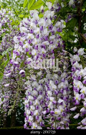 Wisteria Lace Lavanda Lace Tosaerba piangenti giapponesi Wisteria Viola Foto Stock