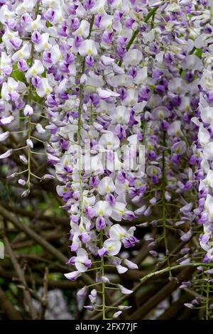 Pizzo di lavanda Wisteria Foto Stock