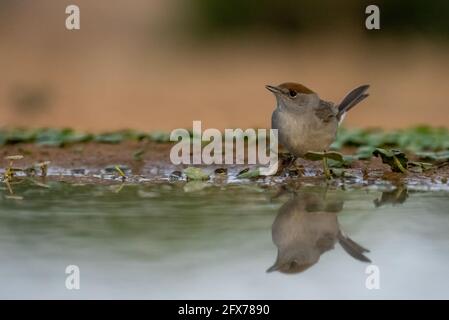 Eurasian Capinera (Sylvia atricapilla) femmina nei pressi di una pozza d'acqua, il deserto del Negev, Israele Foto Stock