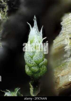 Muschio molto giovane (probabilmente Bryum argenteum) sotto il microscopio, il campo visivo verticale è di circa 1.1mm Foto Stock