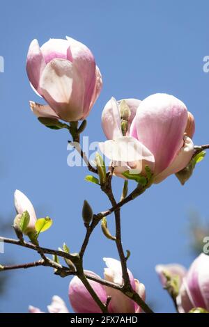 Magnolia Sundew, Saucer Magnolia × soulangeana Sundew Foto Stock