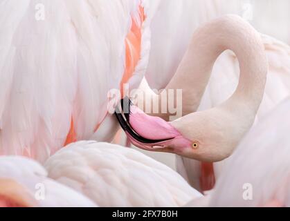 Fenicottero maggiore, rosa fenicottero. Particolare di un uccello che predica piumaggio, sussurro circondato da altri uccelli. Primo piano della testa e del collo. Foto Stock