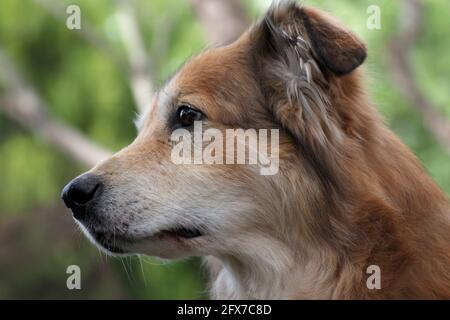 Ritratto di un cane di razza mista proveniente dalla Romania, tratto dal benessere degli animali Foto Stock