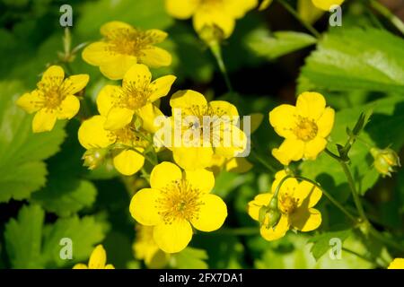 Barren Strawberry Waldsteinia ternata Fiore Foto Stock
