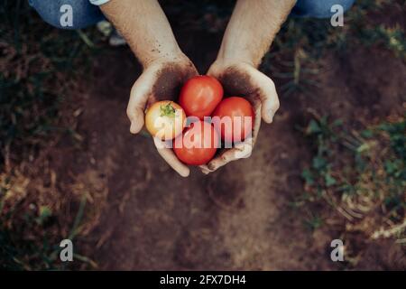 Primo piano maschio caucasico che detiene pomodori rossi appena raccolti mani Foto Stock