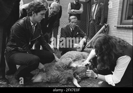 Il principe Claus apre oggi la scuola cristiana agricola e tecnologica di Ede. Claus guarda gli alunni toccare gli zoccoli di una pecora, 17 marzo 1982, IMPARARE, Scuole, Aperture, Paesi Bassi, foto agenzia stampa del XX secolo, notizie da ricordare, documentario, fotografia storica 1945-1990, storie visive, Storia umana del XX secolo, che cattura momenti nel tempo Foto Stock