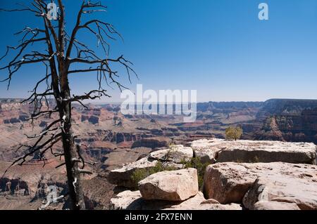 Parco Nazionale del Grand Canyon con un albero morto in primo piano, South Rim, Arizona, Stati Uniti d'America Foto Stock