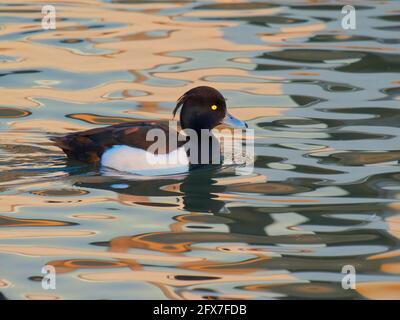 Duck tufted - nuoto su acqua colorata Aythya fuligula Gloucester, UK BI031807 Foto Stock