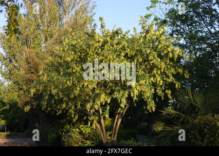 Laburnum x watereri 'Vossii' visto fiorire in un giardino inglese. Foto Stock