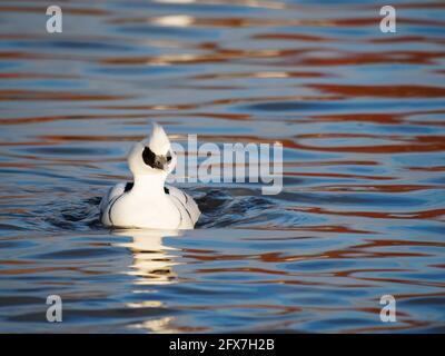 Smew - drake Swimming Mergellus albellus West Country, Regno Unito BI031849 Foto Stock