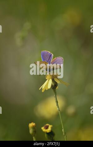 macro di fiori Foto Stock