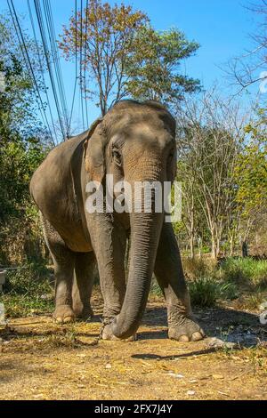 Una sofferenza elefante in elephant kraal pavilion ayutthaya Thailandia Foto Stock