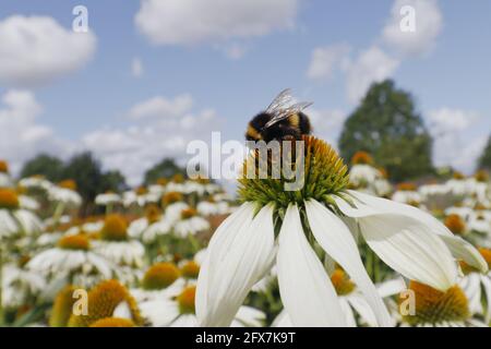Bumblebee con coda di roba - nutrire su fiore Echinacea Bombus terrestris Essex, UK IN001304 Foto Stock