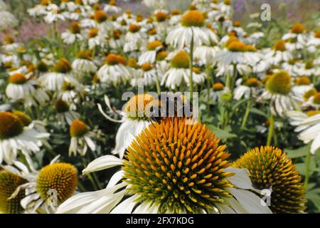 Bumblebee con coda di roba - nutrire su fiore Echinacea Bombus terrestris Essex, UK IN001310 Foto Stock