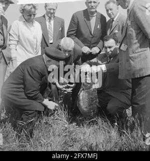 140 pescatori anziani sul canale dell'Olanda del Nord, 6 giugno 1962, Paesi Bassi, foto dell'agenzia stampa del XX secolo, notizie da ricordare, documentario, fotografia storica 1945-1990, storie visive, Storia umana del XX secolo, che cattura momenti nel tempo Foto Stock