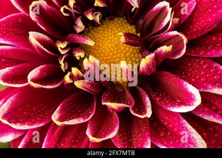 Macro fotografia di fiore Chrysantheum Foto Stock