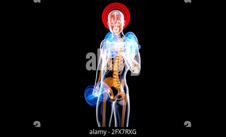 Illustrazione 3D di un'anatomia di un uomo radiogeno I bicipiti ricci Foto Stock