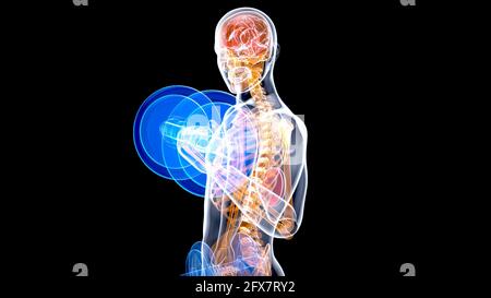 Illustrazione 3D di un'anatomia di un uomo radiogeno I bicipiti ricci Foto Stock