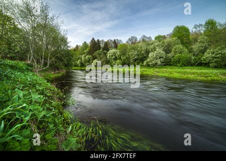 Una meravigliosa, magica mattina di primavera vicino al fiume Dubysa in Lituania. Gli alberi di Eve sono in fiore. Foto Stock