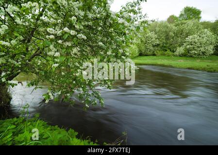 Una meravigliosa, magica mattina di primavera vicino al fiume Dubysa in Lituania. Gli alberi di Eve sono in fiore. Foto Stock