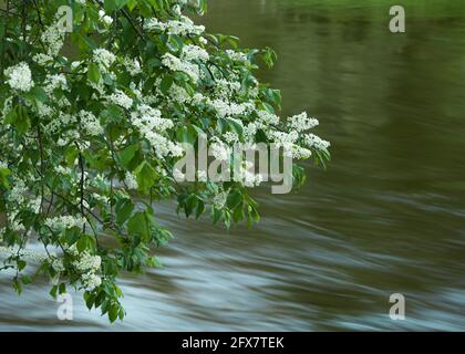 Una meravigliosa, magica mattina di primavera vicino al fiume Dubysa in Lituania. Gli alberi di Eve sono in fiore. Foto Stock