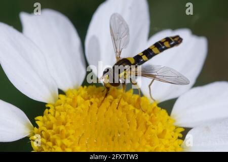 Hoverfly lungo maschio (Scripta di Sphaerophoria) su un fiore Foto Stock
