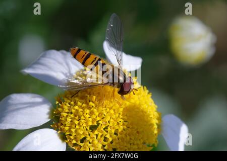 La marmellata di arance hoverfly (Episyrphus balteatus) Foto Stock