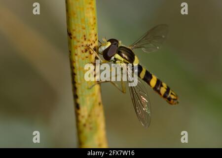 Hoverfly lungo maschio (Scripta di Sphaerophoria) Foto Stock