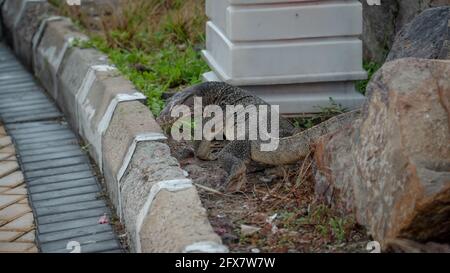 Asian Water Monitor Lizard, noto come Malese Water Monitor, Common Water Monitor, monitor a due bande, lucertola di riso, lucertola ad anello, striscia di lucertola semplice Foto Stock