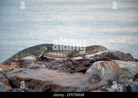 Asian Water Monitor Lizard strisciando e camminando su pietra rocciosa con sfondo di mare offuscato assaggia l'aria con la sua lingua biforcata, Pontian, Malesia. Foto Stock